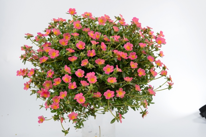 Pazzaz™ 'Pink Glow' - Portulaca oleracea (Moss Rose) from Robinson Florists