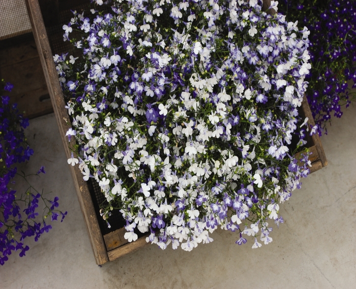 Regatta 'Sky Blue' - Lobelia erinus from Robinson Florists