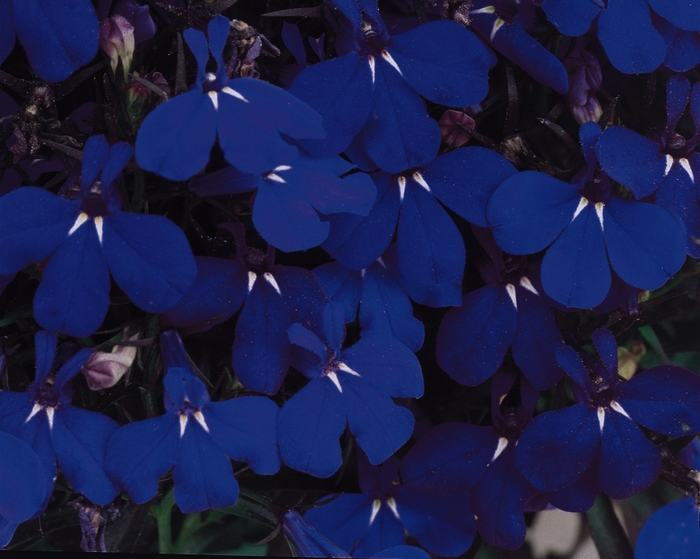 Riviera 'Midnight Blue' - Lobelia erinus from Robinson Florists