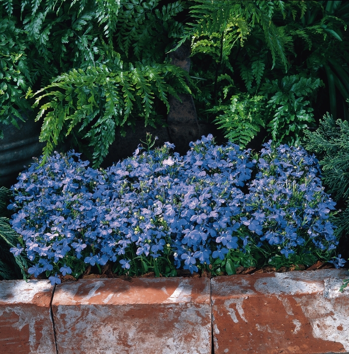 Riviera 'Sky Blue' - Lobelia erinus from Robinson Florists