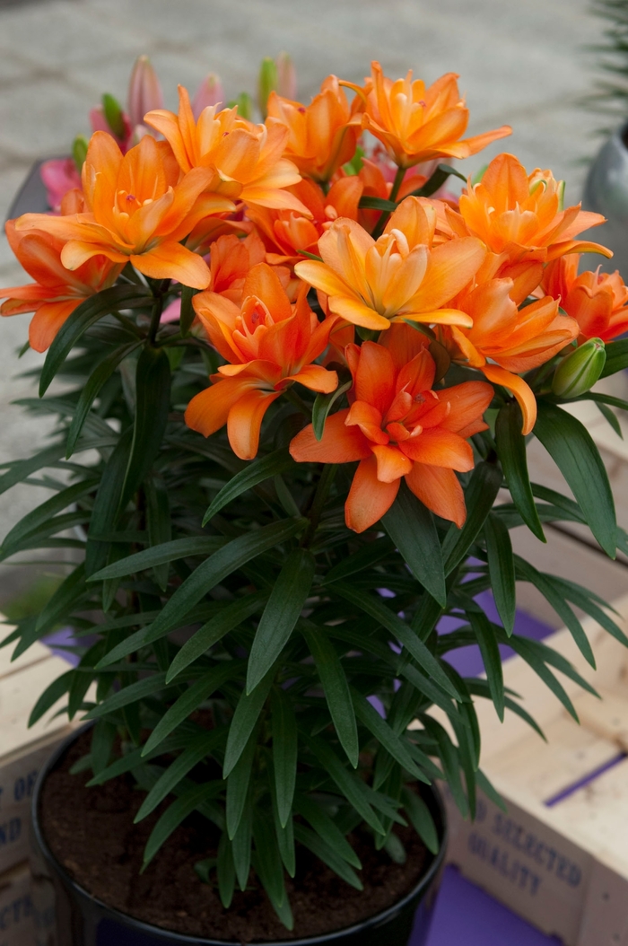 Lily Looks 'Tiny Double You' - Lilium asiaticum (Asiatic Lily) from Robinson Florists