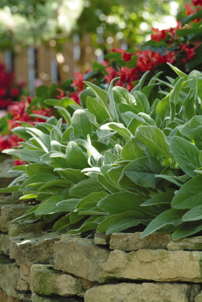 'Fuzzy Wuzzy' Lamb's Ear - Stachys byzantina from Robinson Florists