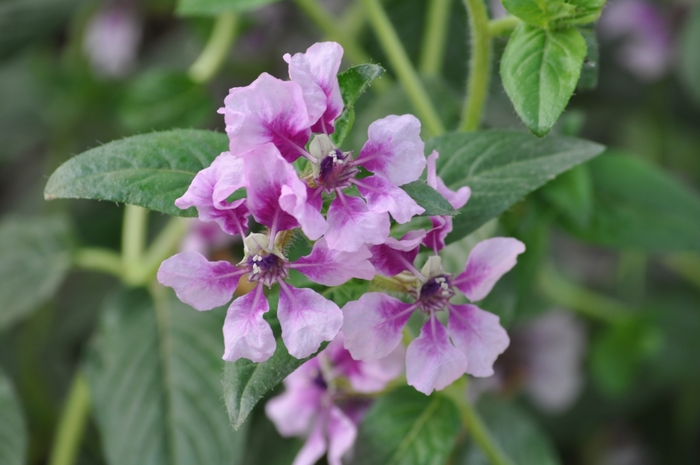 Lavender Mexican Heather - Cuphea hyssopifolia from Robinson Florists