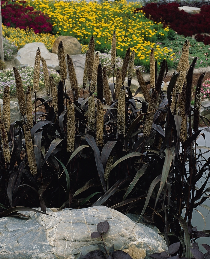 'Purple Majesty' Ornamental Millet - Pennisetum glaucum from Robinson Florists