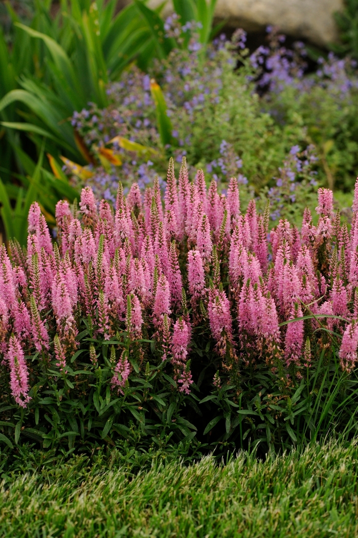 'Giles van Hees' Speedwell - Veronica from Robinson Florists