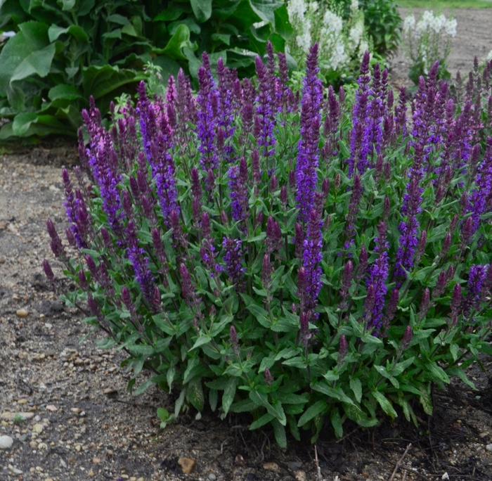 'New Dimension Blue' Meadow Sage - Salvia nemorosa from Robinson Florists