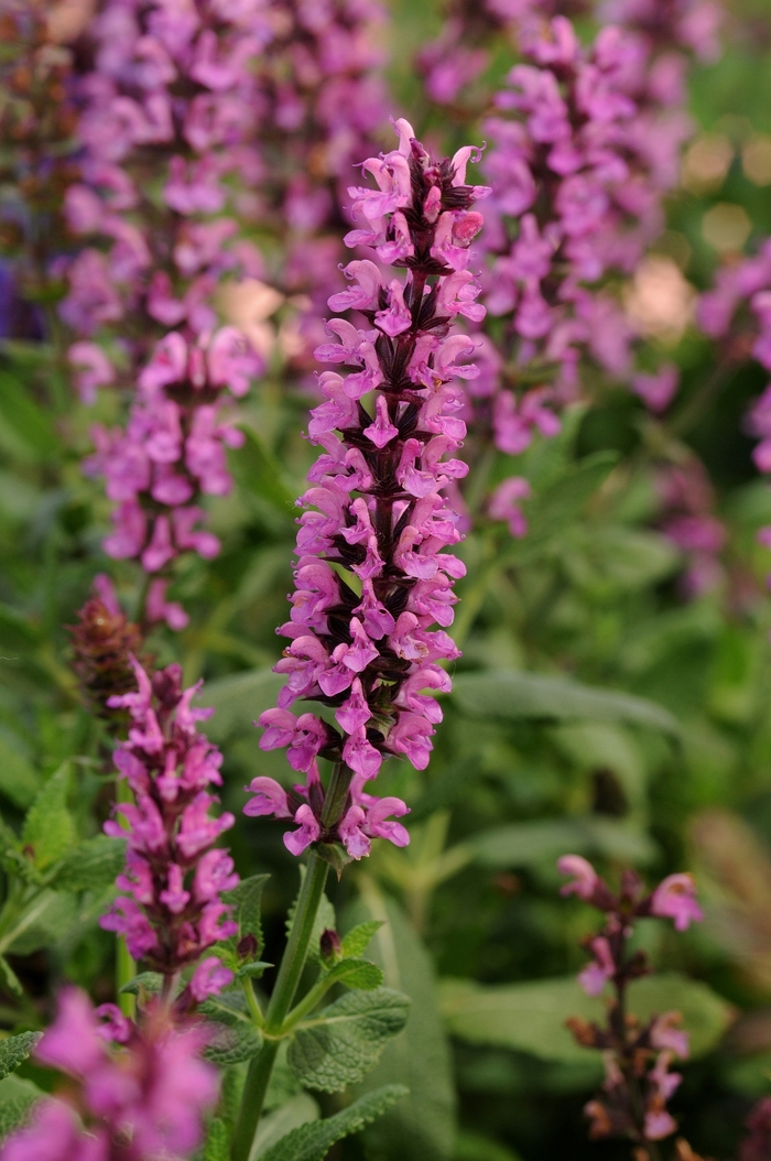 'New Dimension Rose' Meadow Sage - Salvia nemorosa from Robinson Florists