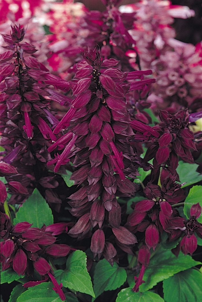 Vista™ 'Purple' - Salvia splendens from Robinson Florists