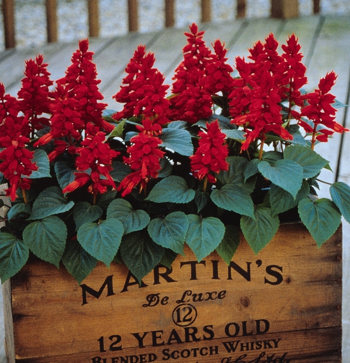 Vista™ 'Red' - Salvia splendens (Scarlet Sage) from Robinson Florists