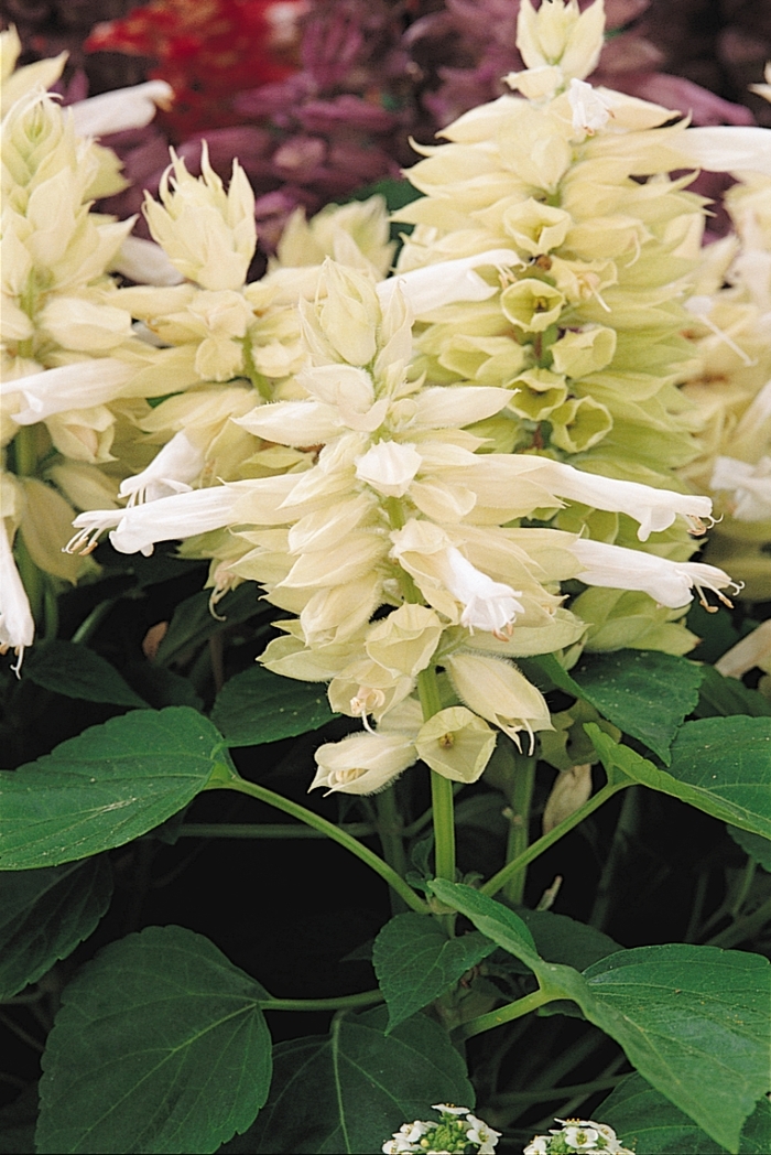 Vista™ 'White' - Salvia splendens (Scarlet Sage) from Robinson Florists