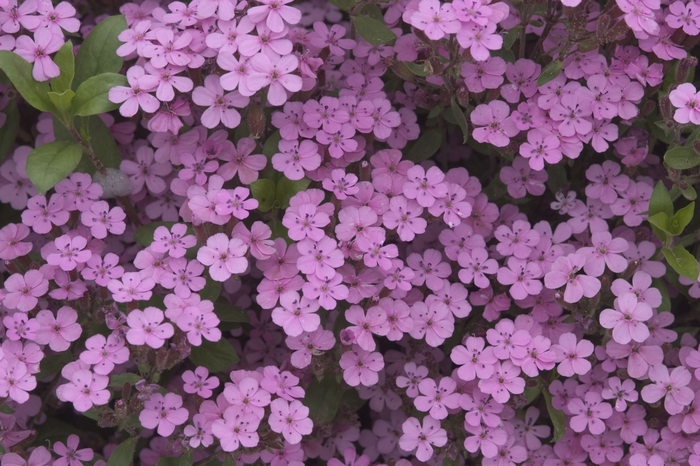 Soapwort - Saponaria ocymoides from Robinson Florists