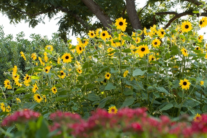 'Sunfinity Dark Yellow' Dwarf Sunflower - Helianthus annuus from Robinson Florists