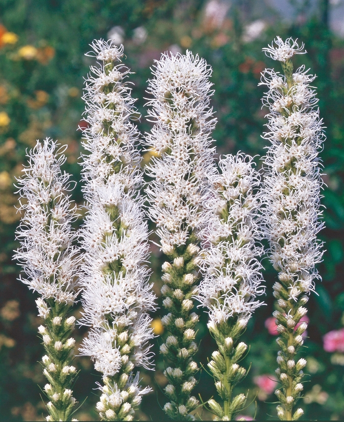 'Alba' Gayfeather - Liatris spicata from Robinson Florists