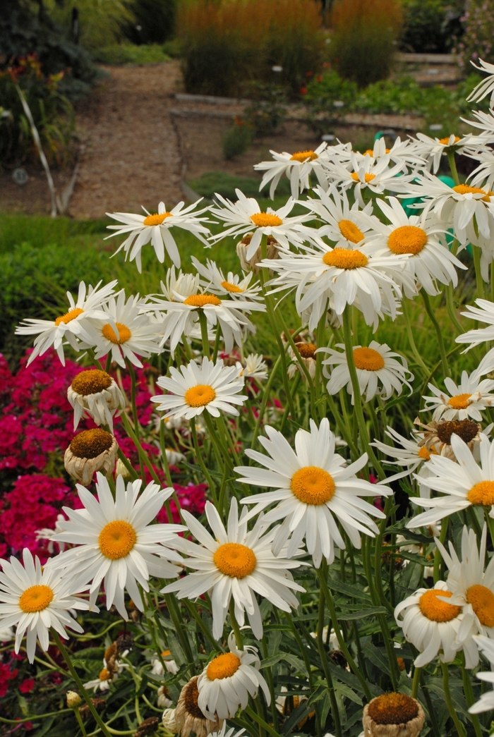 'Alaska' Shasta daisy - Leucanthemum x superbum from Robinson Florists