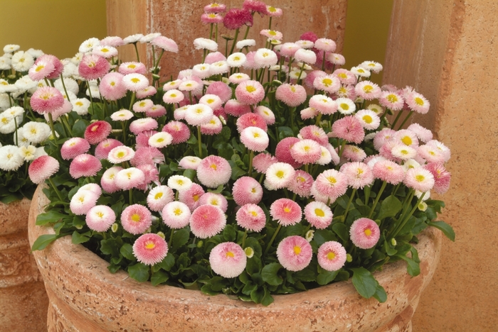 Bellis perennis | Bellissima™ Rose Bicolor | Robinson Florists