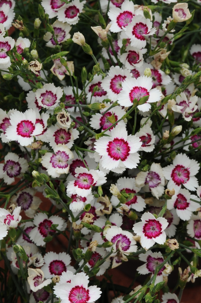 'Arctic Fire' Maiden Pinks - Dianthus deltoides from Robinson Florists