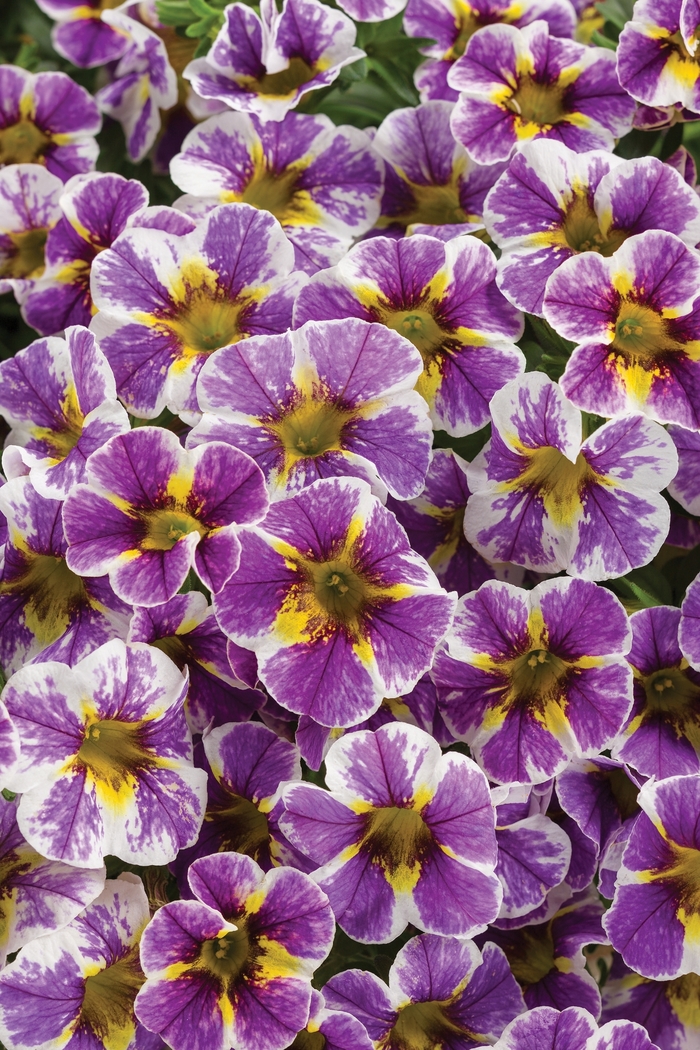 Superbells&reg; 'Holy Smokes!&reg;' - Calibrachoa from Robinson Florists
