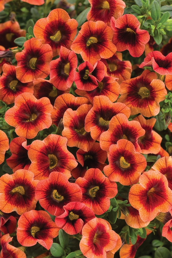 Superbells® 'Tangerine Punch™' - Calibrachoa from Robinson Florists