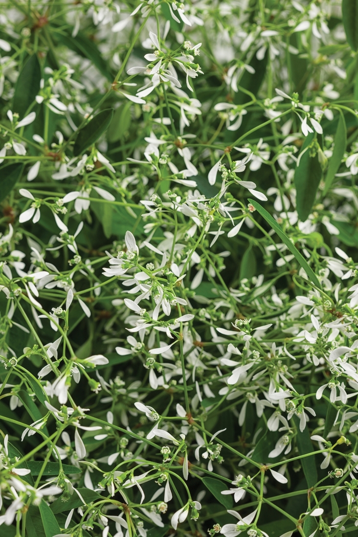 'Diamond Mountain®' - Euphorbia hypericifolia from Robinson Florists