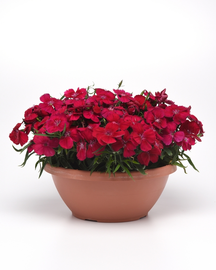 Coronet™ 'Cherry Red' - Dianthus chinensis (Pinks) from Robinson Florists