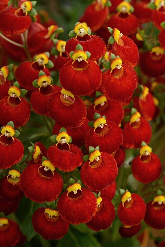 Calynopsis™ 'Red' - Calceolaria (Pocketbook Plant) from Robinson Florists