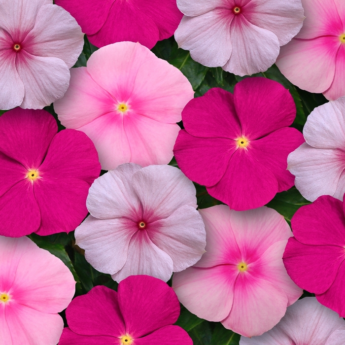 Titan™ 'Bubble Gum Mix' - Catharanthus roseus (Vinca, Periwinkle) from Robinson Florists