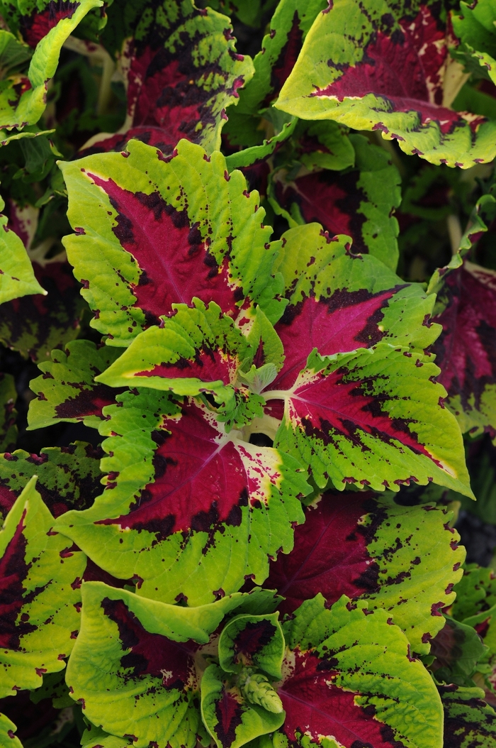 Kong® 'Rose' - coleus scutellarioides from Robinson Florists