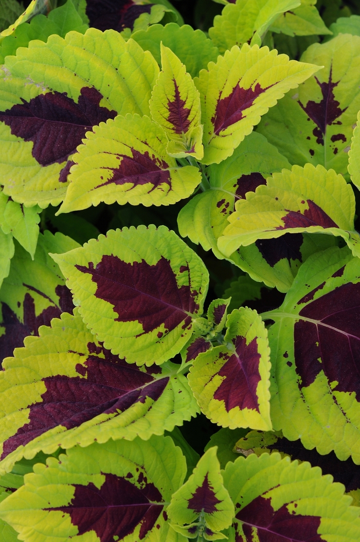 Kong® 'Lime Sprite' - coleus scutellarioides from Robinson Florists