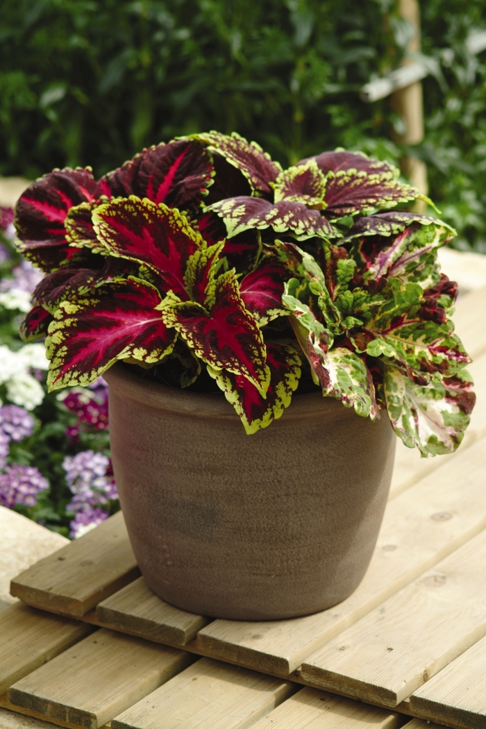 Kong® 'Mosaic' - coleus scutellarioides from Robinson Florists