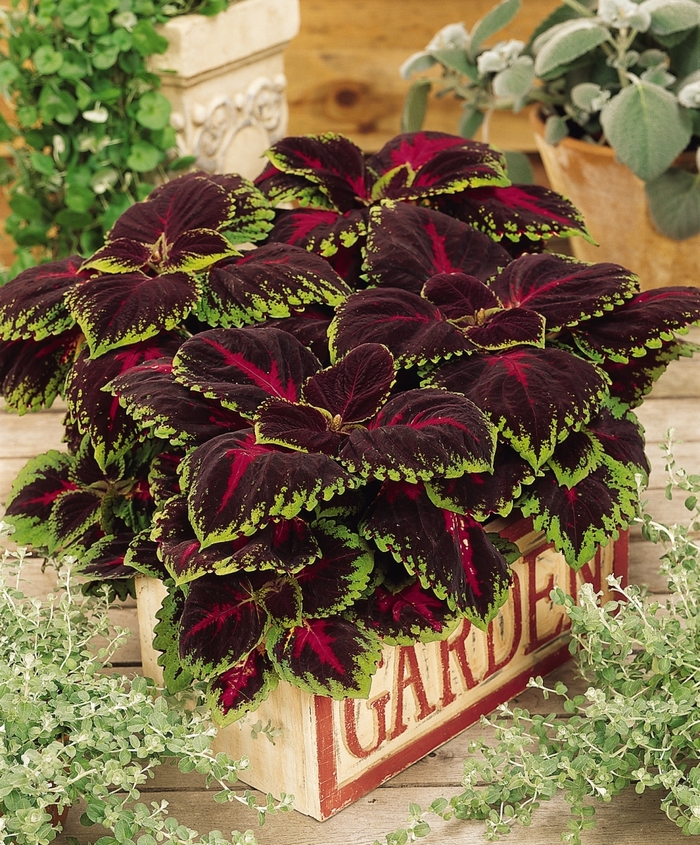 Kong® 'Red' - coleus scutellarioides from Robinson Florists