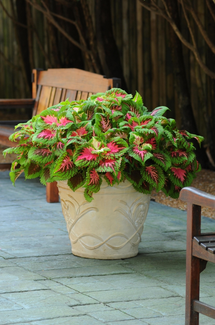 Kong® 'Salmon Pink' - coleus scutellarioides from Robinson Florists