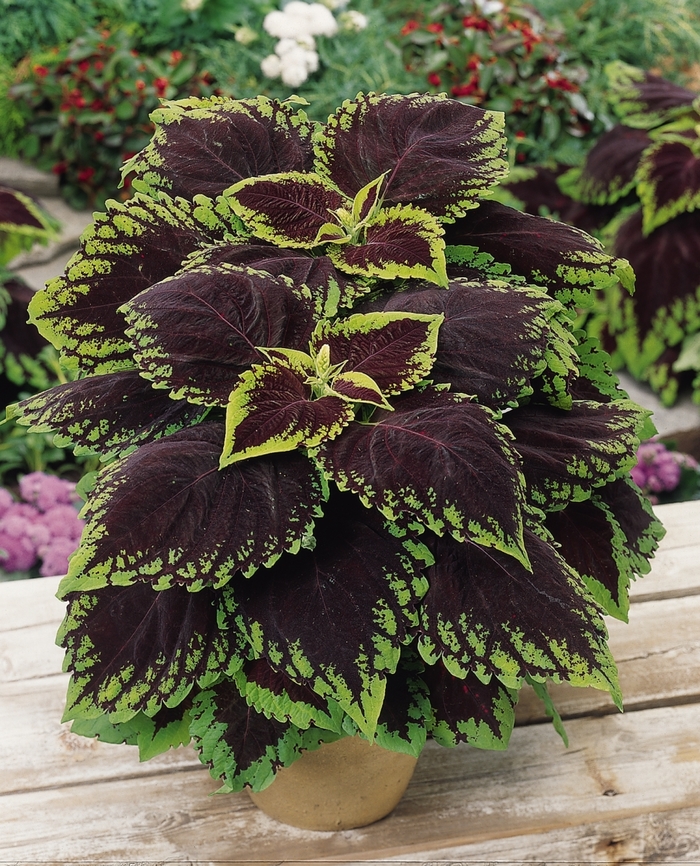 Kong® 'Scarlet' - coleus scutellarioides from Robinson Florists