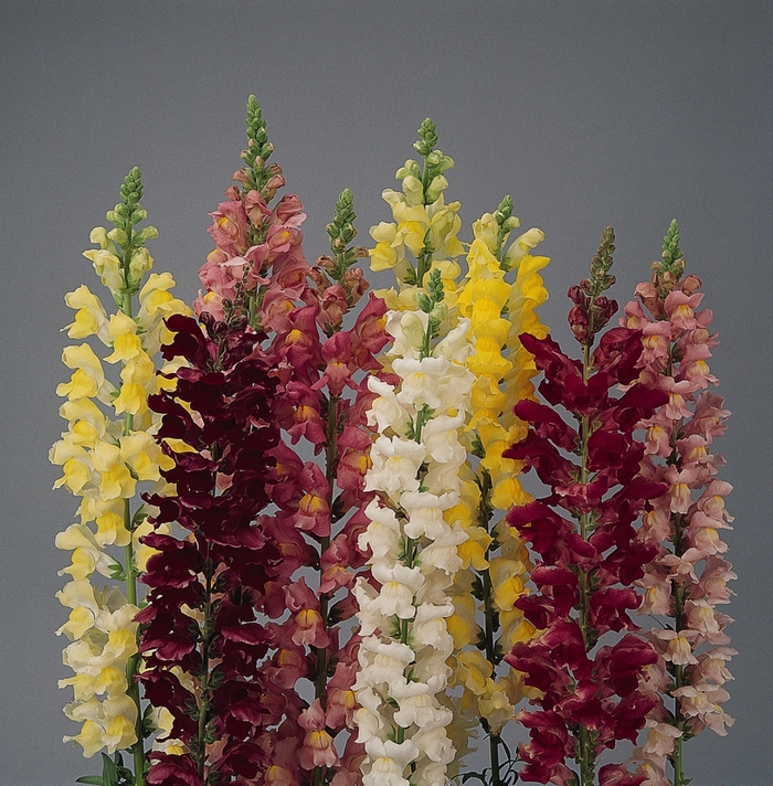 Rocket 'Mix' - Antirrhinum majus (Snapdragon) from Robinson Florists