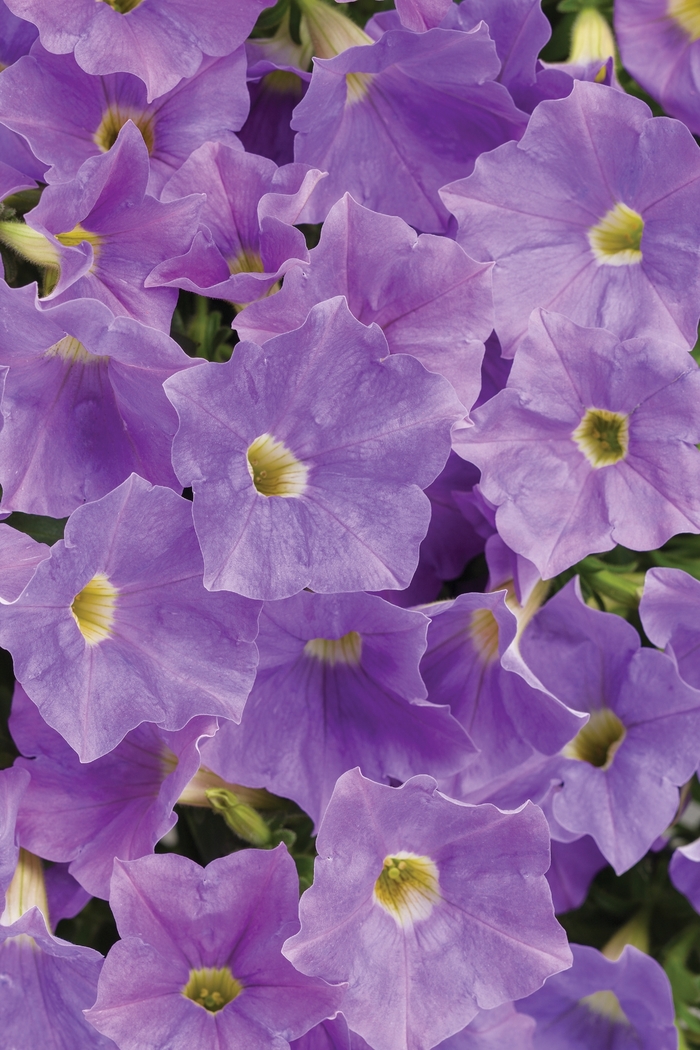 Supertunia® 'Blue Skies' - Petunia from Robinson Florists