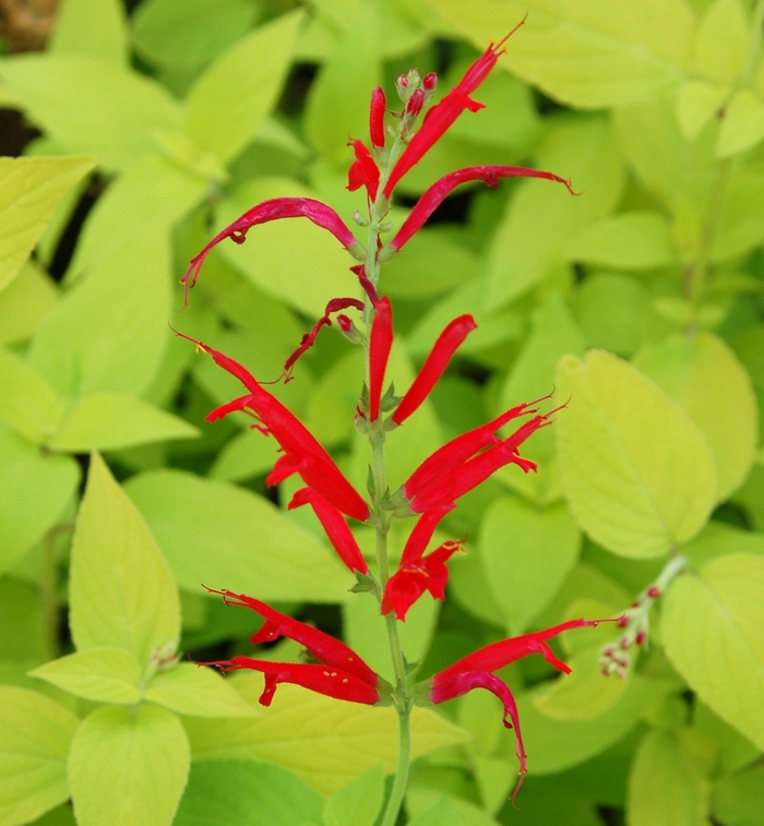 Rockin® 'Golden Delicious' - Salvia elegans (Golden Leaved Pineapple Sage) from Robinson Florists