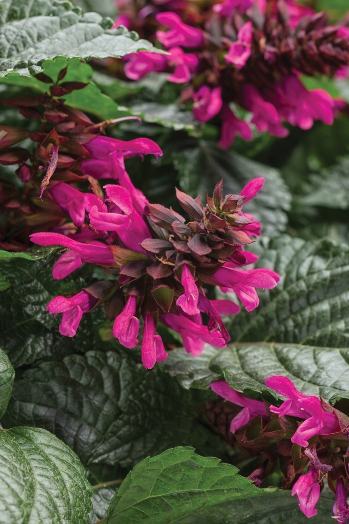 Rockin® 'Fuchsia' - Salvia from Robinson Florists