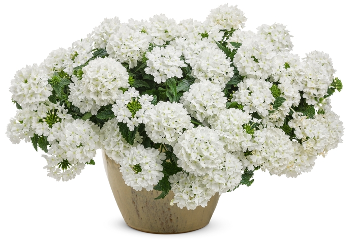 Superbena® 'Whiteout™' - Verbena from Robinson Florists