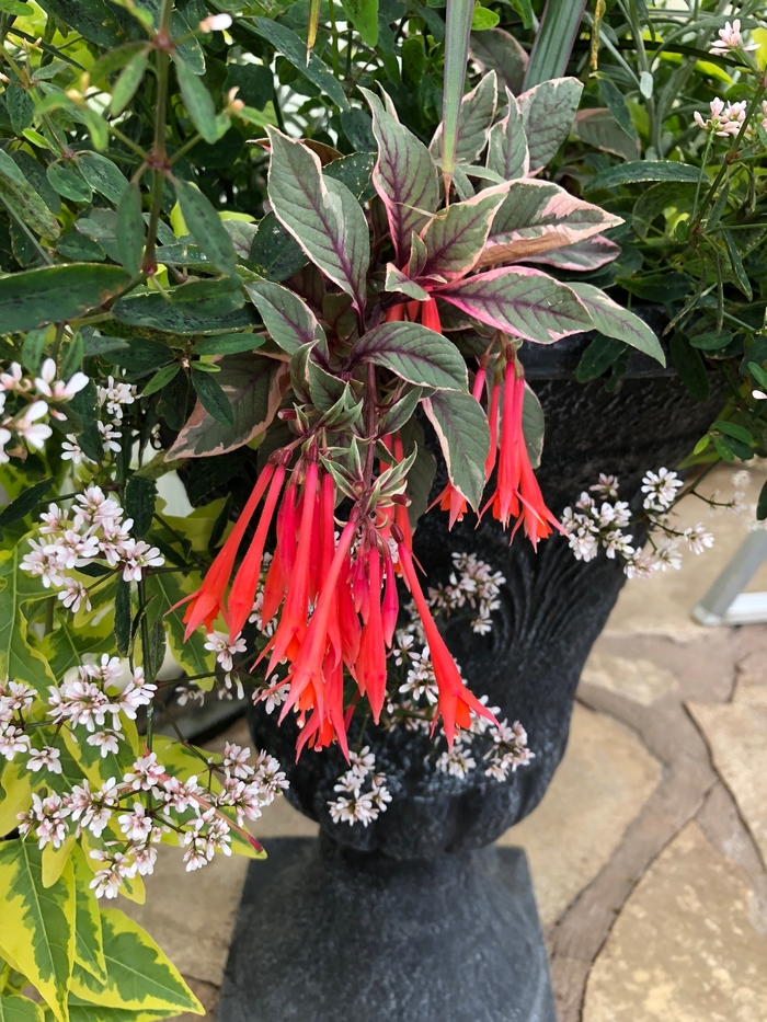 'Firecracker' Upright Fuchsia - Fuchsia from Robinson Florists