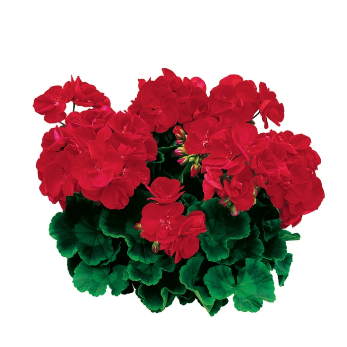 Americana® 'Bright Red' - Pelargonium x hortorum (Zonal Geranium) from Robinson Florists