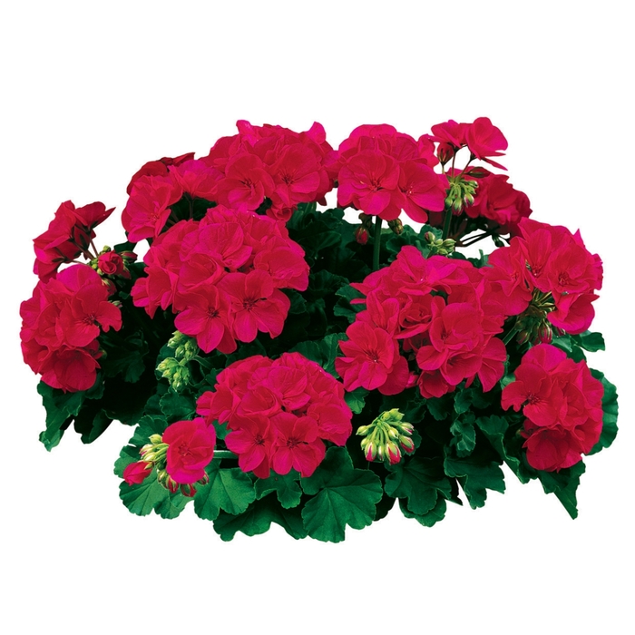 Americana® 'Cherry Rose' - Pelargonium x hortorum (Zonal Geranium) from Robinson Florists