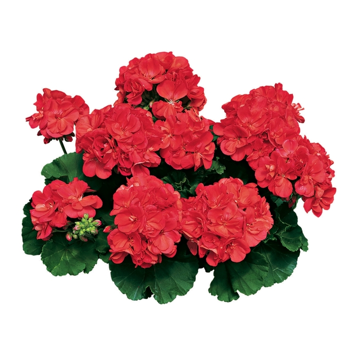 Americana® 'Coral' - Pelargonium x hortorum (Zonal Geranium) from Robinson Florists