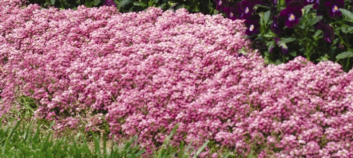 Easter Bonnet 'Deep Pink' - Lobularia maritima (Sweet Alyssum) from Robinson Florists