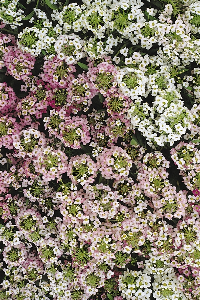 Easter Bonnet 'Mix' - Lobularia maritima (Sweet Alyssum) from Robinson Florists