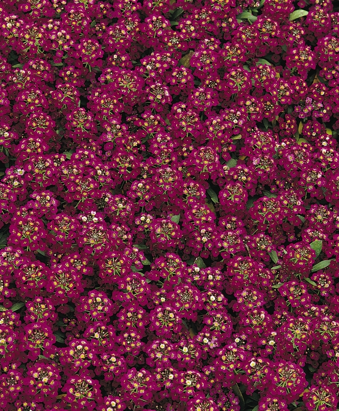 Easter Bonnet 'Violet' - Lobularia maritima (Sweet Alyssum) from Robinson Florists