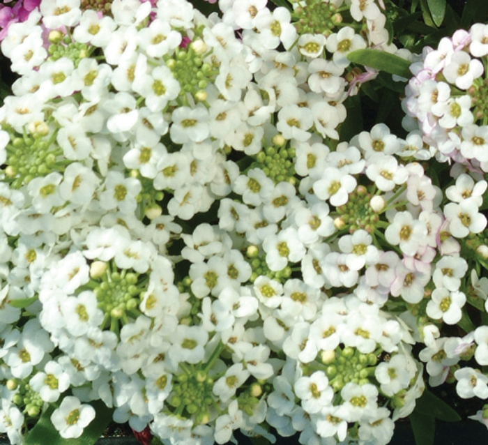 Easter Bonnet 'White' - Lobularia maritima (Sweet Alyssum) from Robinson Florists