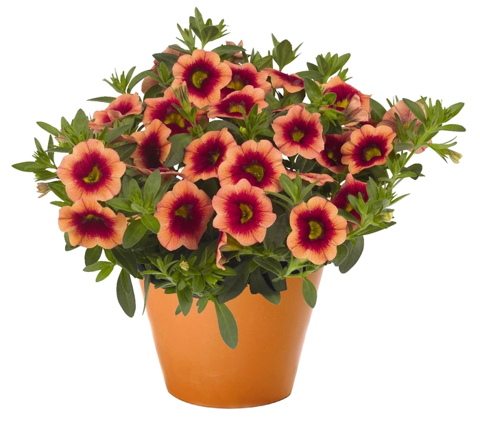 'Hula Orange' - Calibrachoa from Robinson Florists