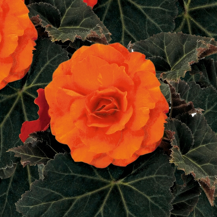 Nonstop® Mocca Deep Orange - Begonia x tuberhybrida (Tuberous Begonia) from Robinson Florists