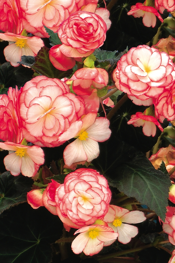 Nonstop® 'Rose Petticoat' - Begonia x tuberhybrida (Tuberous Begonia) from Robinson Florists