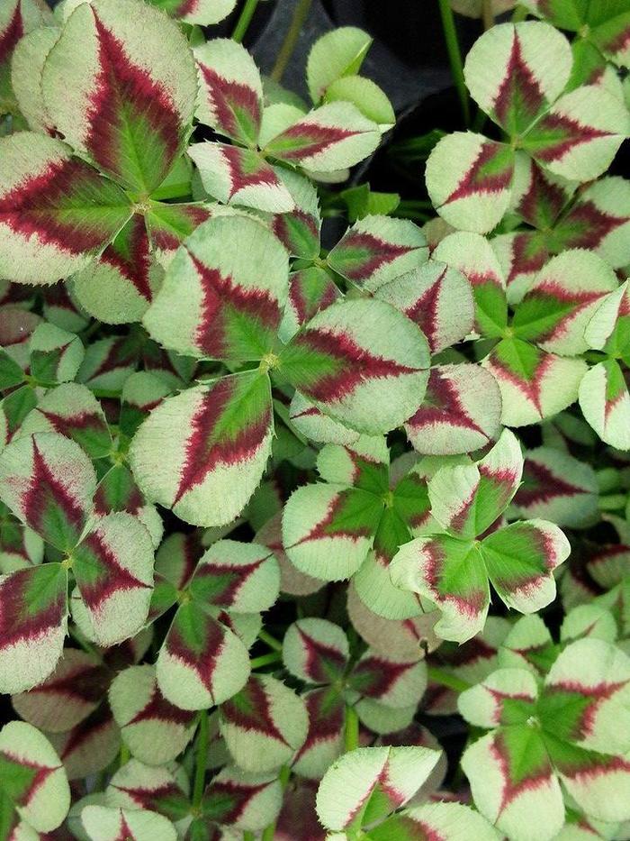 4 Luck® 'Green Glow' - Trifolium repens (Clover) from Robinson Florists