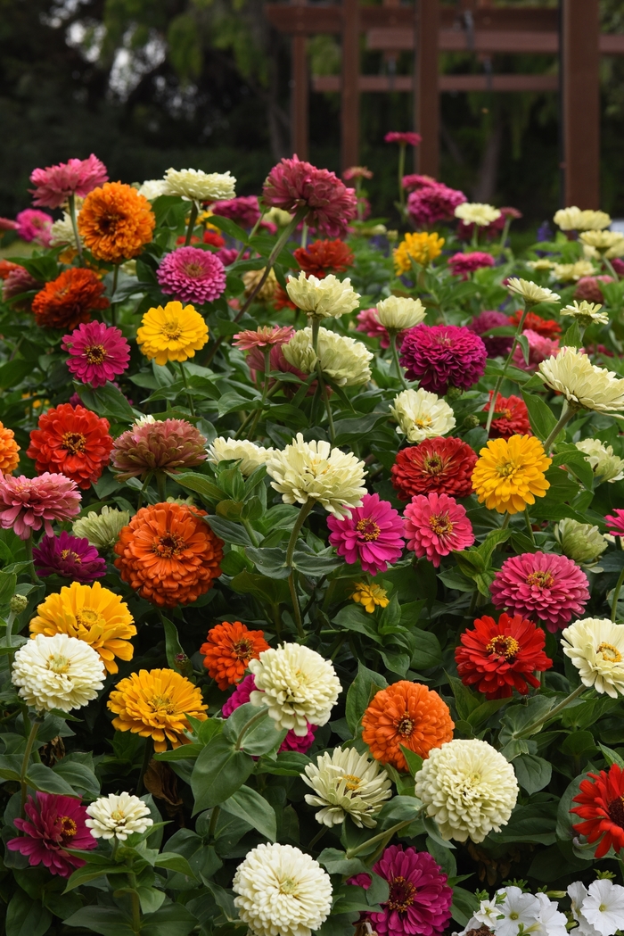 'State Fair Mix' - Zinnia elegans from Robinson Florists